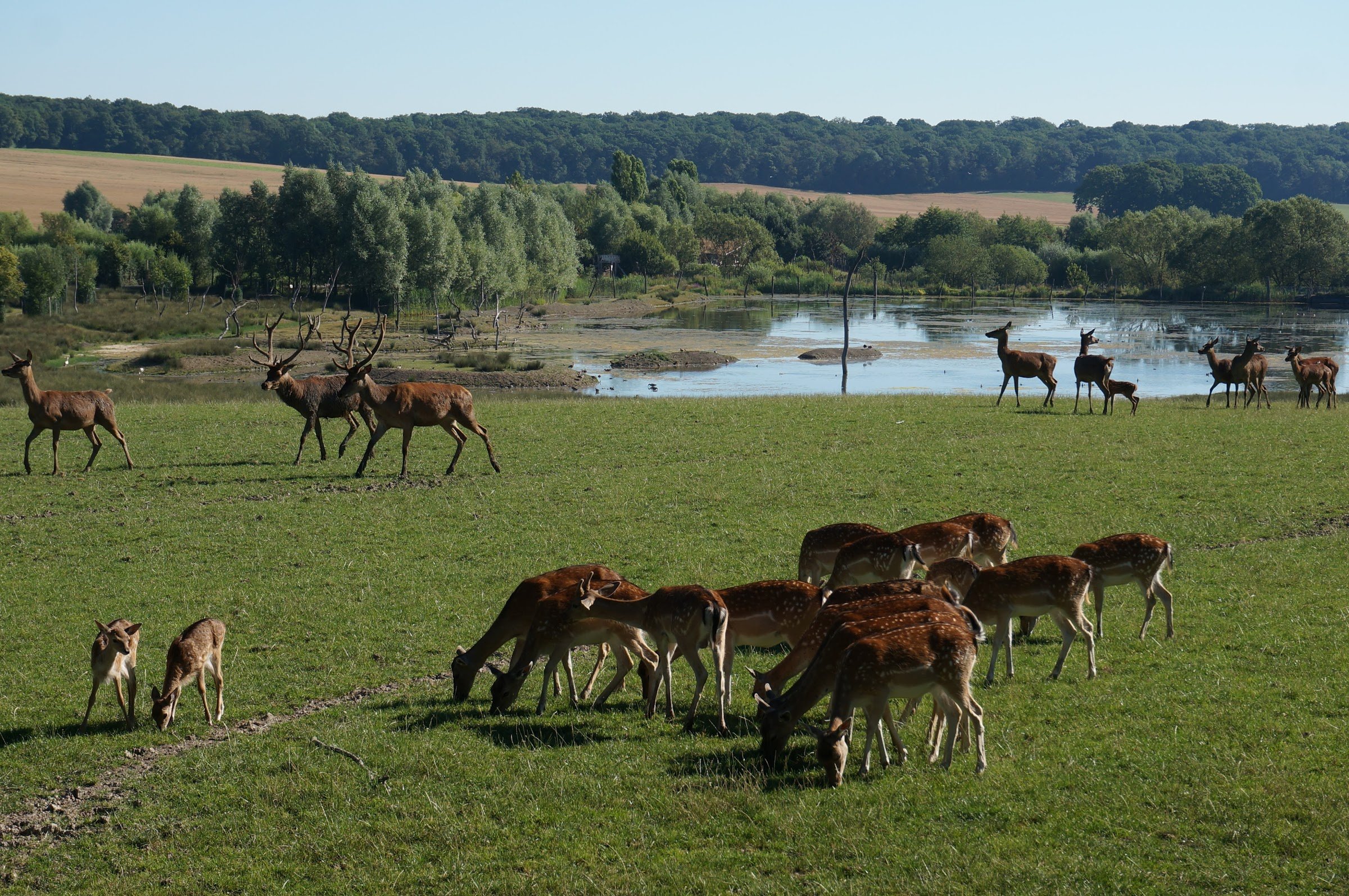 Parc animalier de Sainte‑Croix